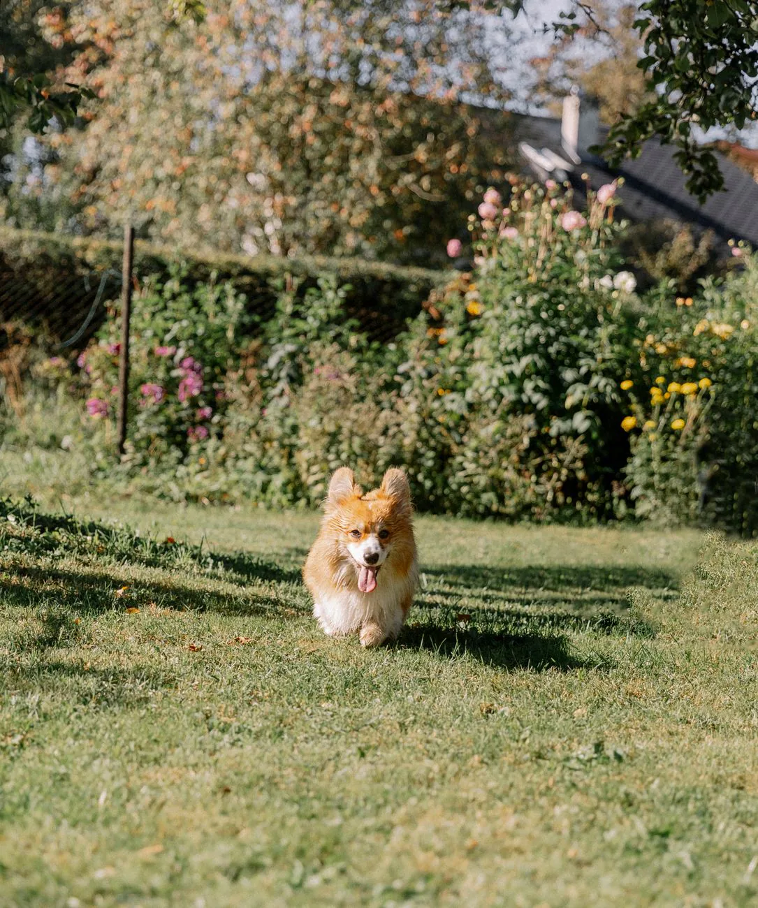 A cheerful corgi running through a colorful garden