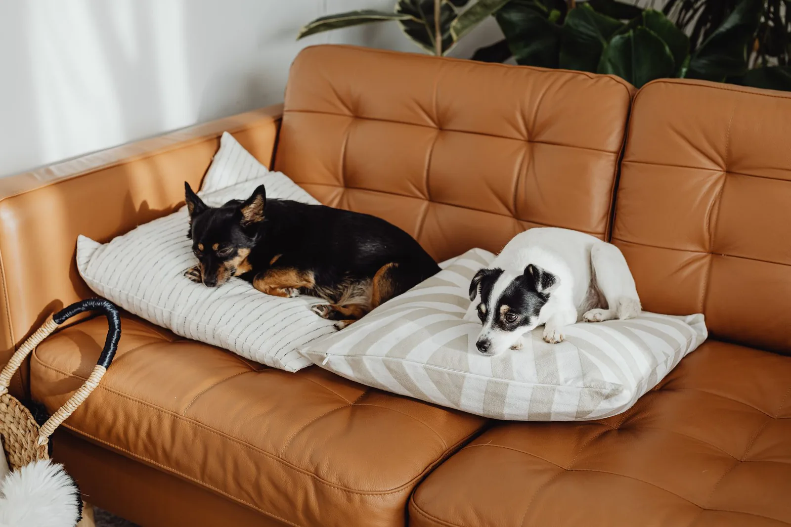 Two dogs relaxing on a cozy sofa at home
