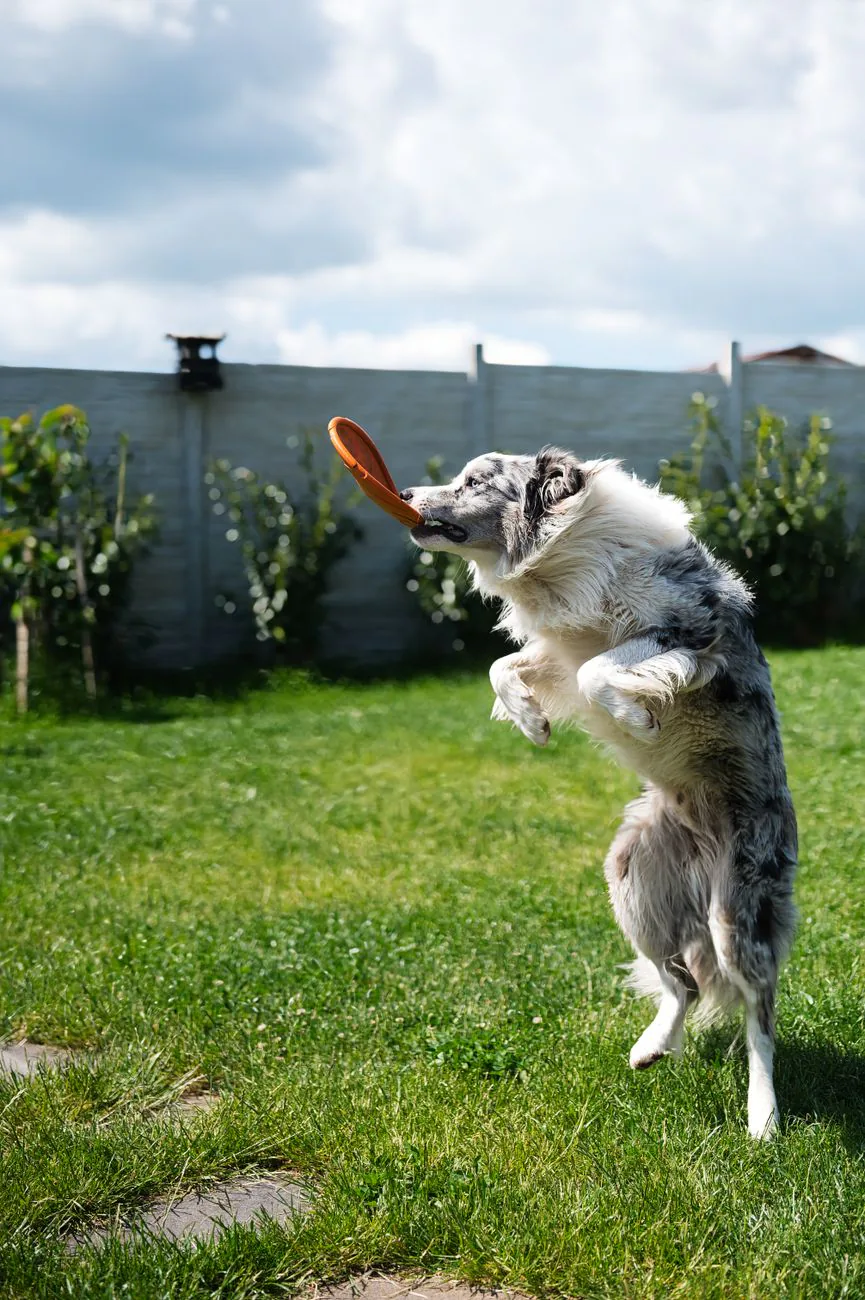A border collie leaping to catch a frisbee in a sunny backyard