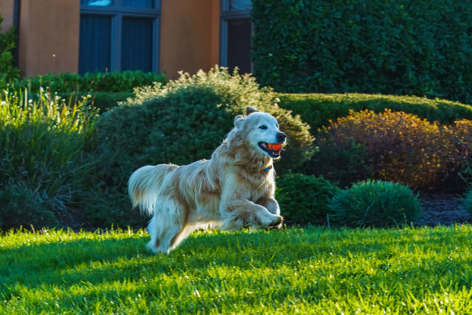 Golden retriever running joyfully in a sunny garden
