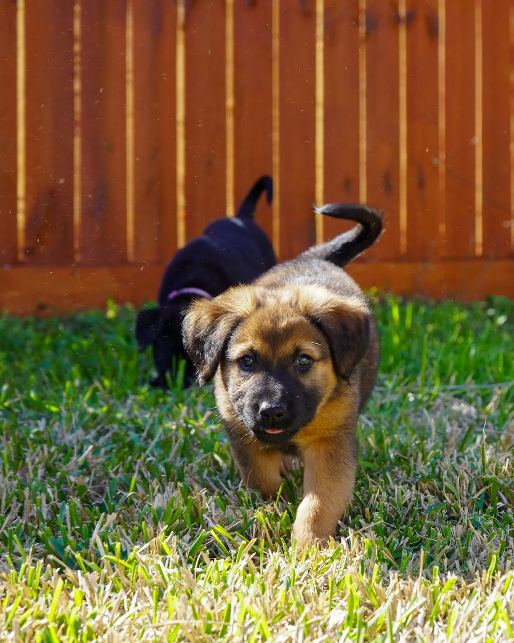 Two playful puppies frolicking in a grassy yard
